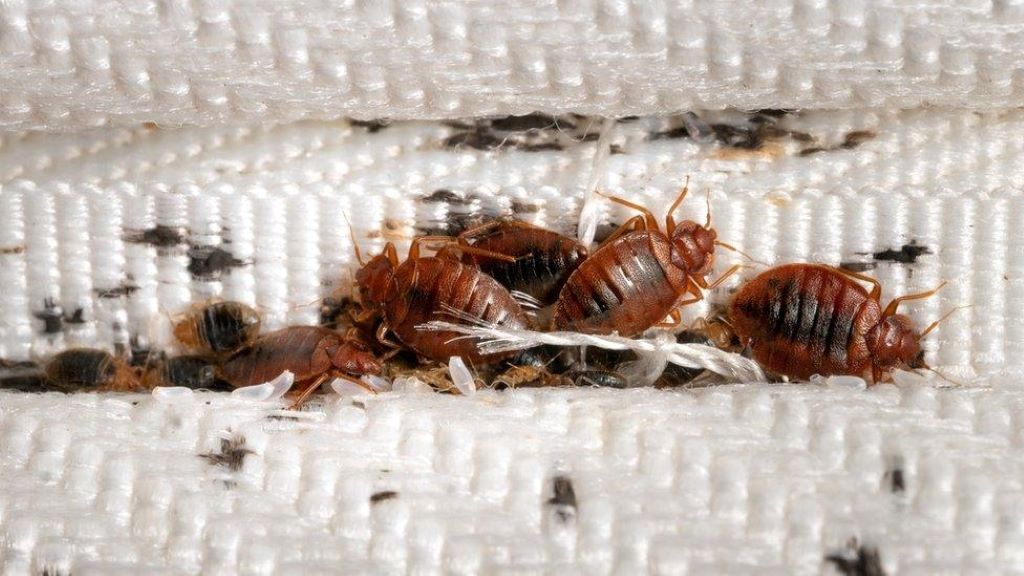 Real ER Stories About Bug Removals