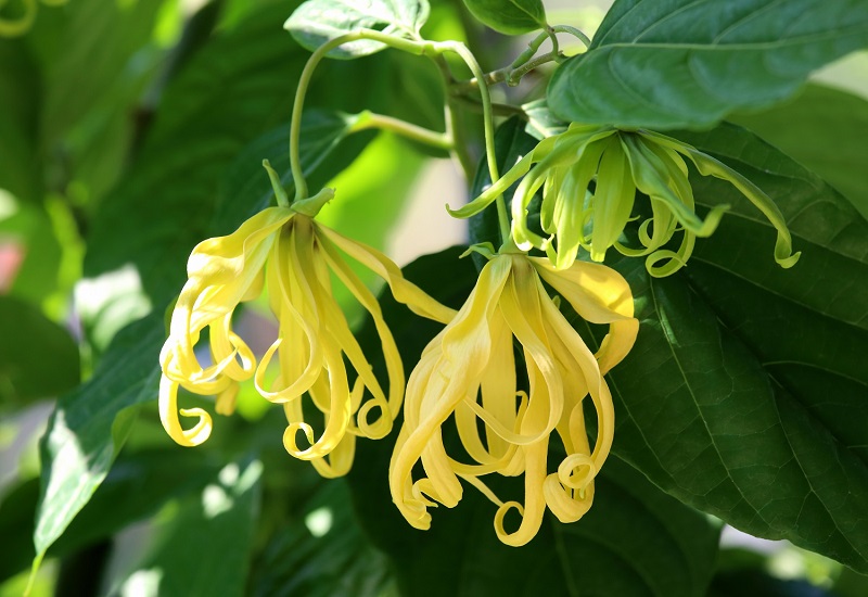 What is ylang-ylang? Curiosity and virtue of the flower of all flowers